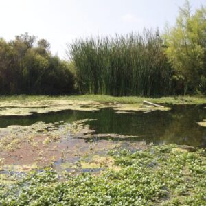 Soluciones Basadas en la Naturaleza para la planificación de ciudades resilientes a las inundaciones